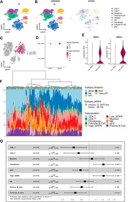 Impaired expression of serine/arginine protein kinase 2 (SRPK2) affects melanoma progression